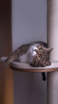 cat relaxing on cat tree platform
