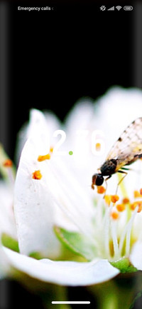 Flower_daisy