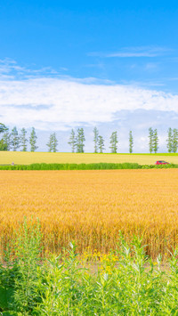 View of the seven hills in Meine, Hokkaido