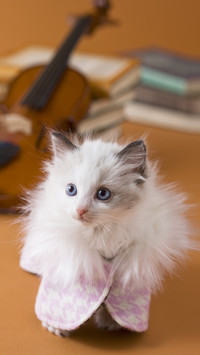 Have you ever seen a multi fingered cat 91