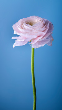 international_plant