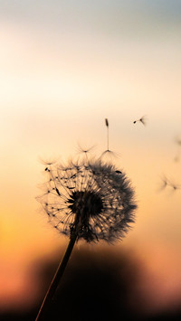 Dandelion (1)