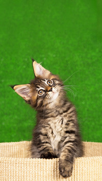 A kitten on the scratching-stone over green grass background