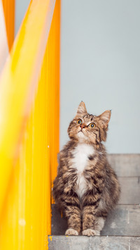 Whats the meaning of 0 cat blink eyes