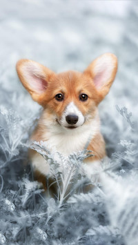 Dog310