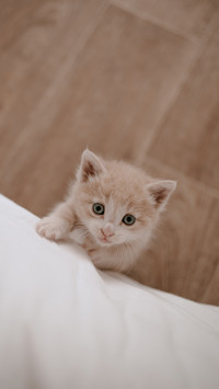 Ginger kitten laying in the white bed