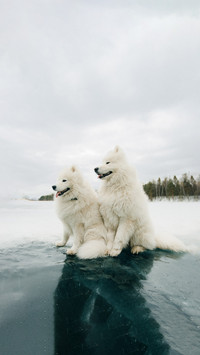 Snow-white samoyed walks on the ice of the river