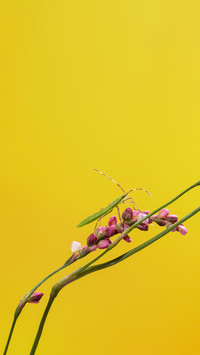 international_plant (1)