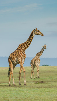 international_animal (4)