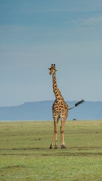 international_animal (5)