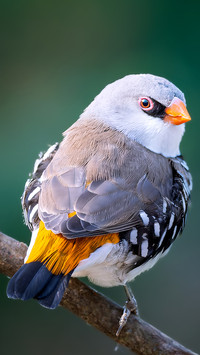 Barwinged firetail