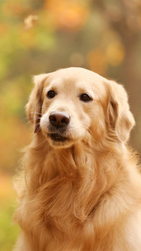有爱的导盲犬