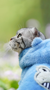 第一位“猫痴界”名人