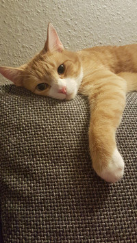 关注猫咪牙齿健康