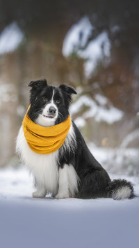 Black and white Border collie in yellow scarf sits on a path