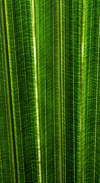 Macro Photography (29)