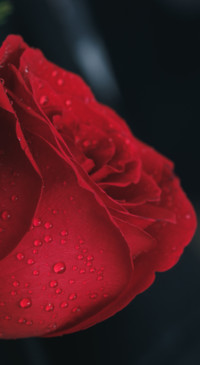 Macro Photography (34)