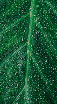 Macro Photography (9)