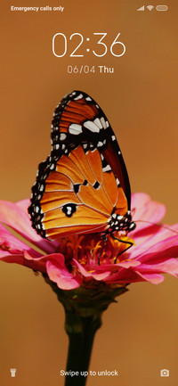 Butterfly_3MDS