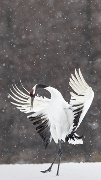 Dancing Red Crowned Crane 57