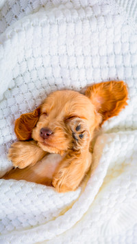 A little brown Cocker Spaniel puppy is sleeping sweetly