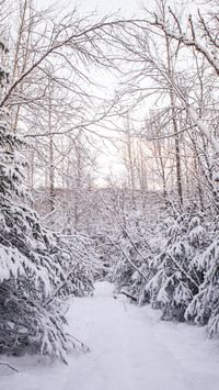 Winter Snow Scenery