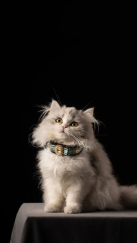 Cats fancy code for seeking help