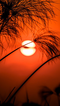 VCG41N531627524