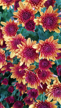112073_1440x2560.jpg