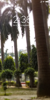 PinesTree_DWM2