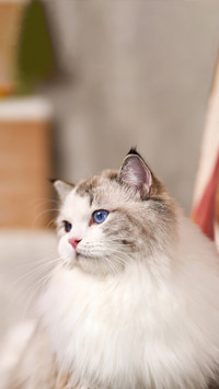 Girls Favorite Cat 2