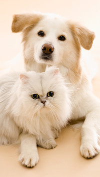 猫狗一家亲
