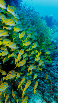 Diving in the ocean depths