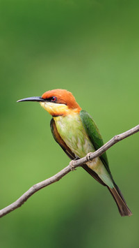 Chestnut Headed Bee Eater
