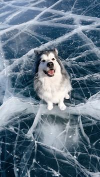 Dogs stick94