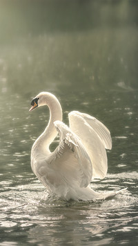 Tens of thousands of swans foraging on the Yellow River 3