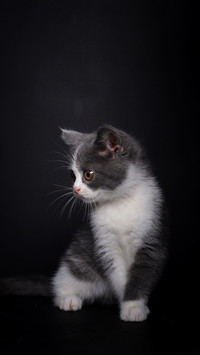 英短小奶猫