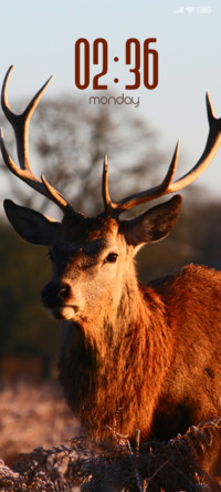 Deer
