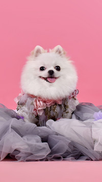 博美犬怎么训练