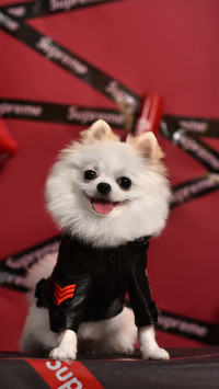 博美犬怎么训练