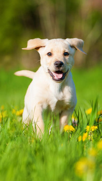你了解拉布拉多犬吗