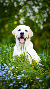 你了解拉布拉多犬吗