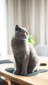 猫咪冷知识