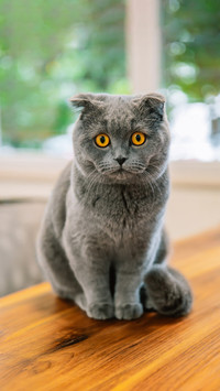 英短蓝猫凭啥受人喜爱