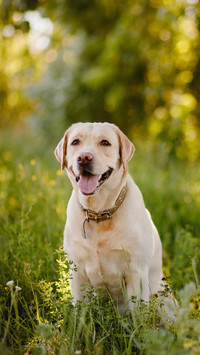 你了解拉布拉多犬吗