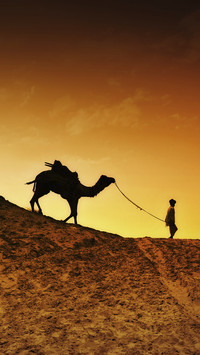 india-camel