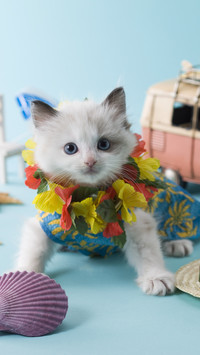 A cat whose appearance and personality do not match