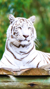tiger (7)