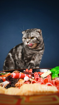 Cat inner priority 54