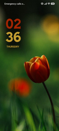Tulip